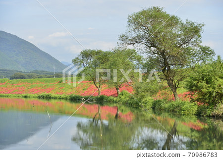 [Kaizu City, Gifu Prefecture] Cluster amaryllis blooming on the Tsuyagawa embankment 70986783