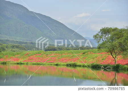 [Kaizu City, Gifu Prefecture] Cluster amaryllis blooming on the Tsuyagawa embankment 70986785
