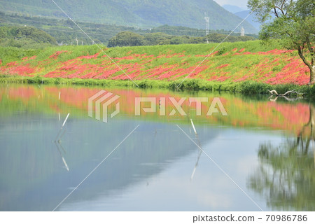 [岐阜縣會津市]津川河堤上的Higan花開 70986786
