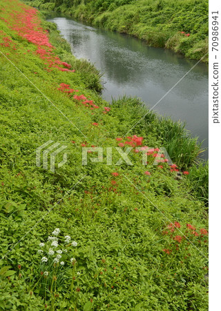 [Kaizu City, Gifu Prefecture] Cluster amaryllis blooming on the Tsuyagawa embankment 70986941