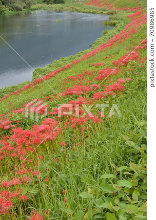 [岐阜縣會津市]津川河堤上的Higan花開 70986985