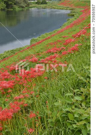 [岐阜縣會津市]津川河堤上的Higan花開 70986987