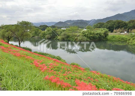 [Kaizu City, Gifu Prefecture] Cluster amaryllis blooming on the Tsuyagawa embankment 70986998