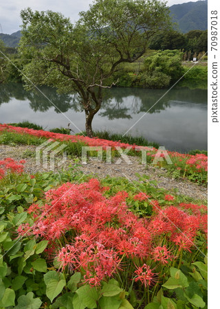 [岐阜縣會津市]津川河堤上的Higan花開 70987018