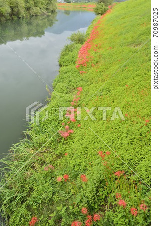 [Kaizu City, Gifu Prefecture] Cluster amaryllis blooming on the Tsuyagawa embankment 70987025