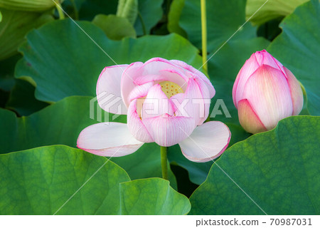 The lightness of the lotus The lightness of the lotus 70987031