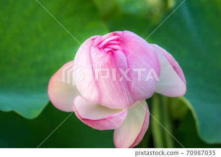 The lightness of the lotus 70987035