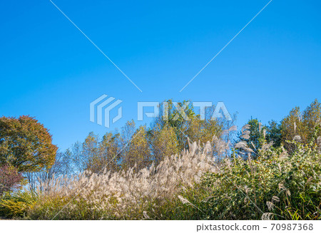 大峰高原鈴木和白葉場 70987368