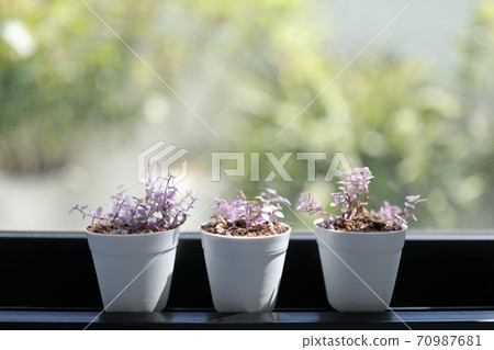 Mini Turtle Plant purple flower in front of windows under sunlight Mini Turtle Plant purple flower in front of windows under sunlight 70987681