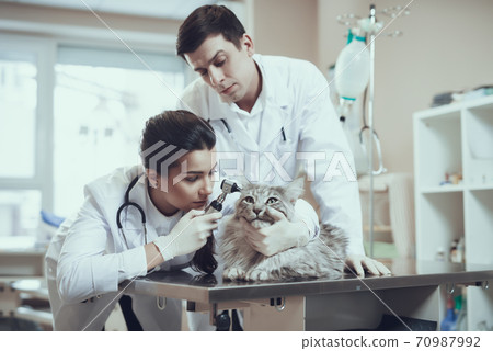 Woman examining cat ear in clinic. Woman examining cat ear in clinic. 70987992