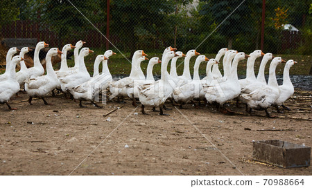 Domestic geese graze on traditional village goose farm. Group goose running in village Domestic geese graze on traditional village goose farm. Group goose running in village 70988664