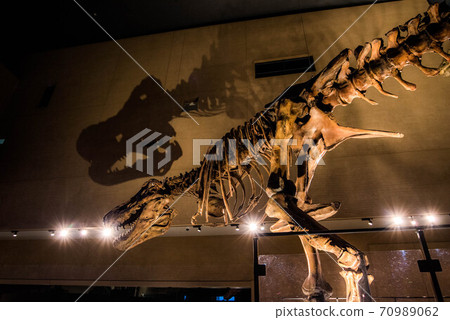 Dinosaur fossil 70989062