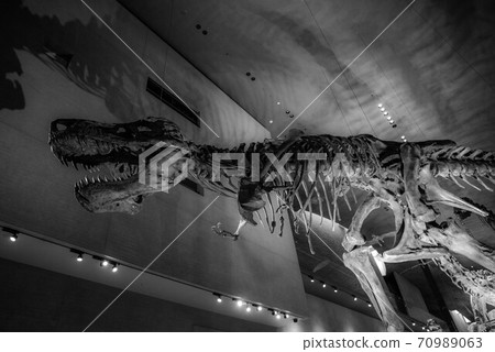 Dinosaur fossil 70989063