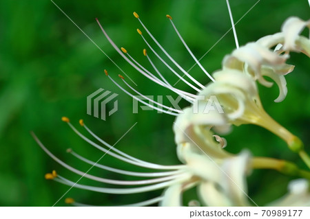 Passion flowers Passion flowers 70989177