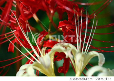 Passion flowers 70989182