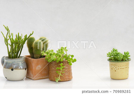 Mix of cactus and succulent plant pot on white background  70989281