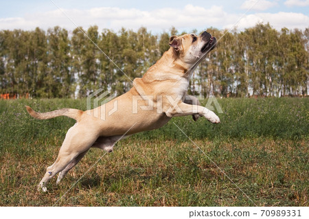 Cadebo dog jumping forward in summer on nature 70989331