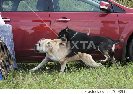 Jealousy in dogs. One dog protects another. Jealousy in dogs. One dog protects another. 70989363