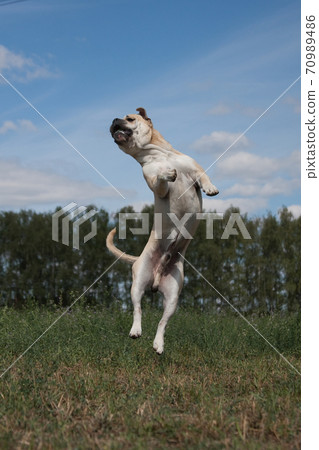 Cadebo dog jumping up in the summer on the nature 70989486
