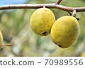 Close-up of the fruit of Karin 70989556