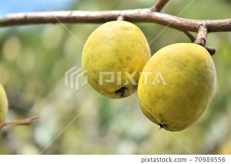 Close-up of the fruit of Karin 70989556