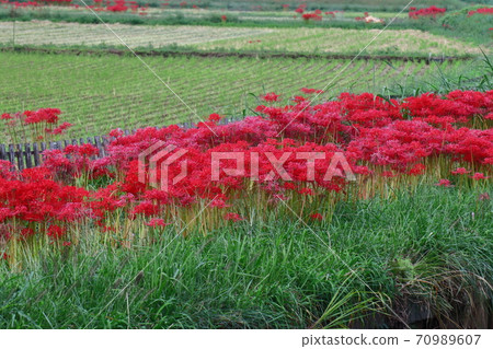 激情花 激情花 70989607