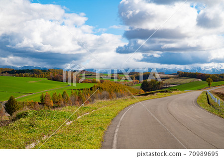 October Biei's deciduous pine landscape 70989695