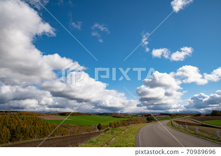 美瑛十月的落葉松樹景觀 美瑛十月的落葉松樹景觀 70989696