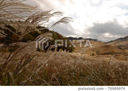 Akine Peak Plateau的Susuki Akine Peak Plateau的Susuki 70989974