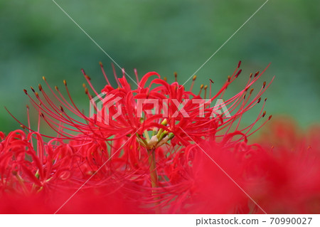 Passion flowers 70990027