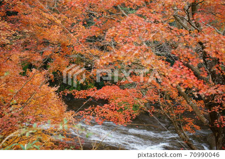 Landscape of autumn leaves in Yoro Valley 70990046