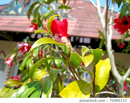 red camellia flower red camellia flower 70990133