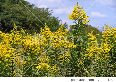 Seiitakahawadanchi So (Tall Foam Growth) 70990180