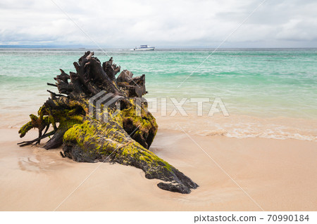 Old driftwood with algae lays on an empty beach 70990184