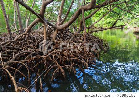 Rainforest landscape with mangrove trees 70990193