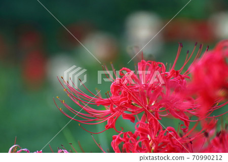 Passion flowers 70990212