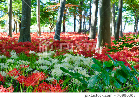 Sokouin(千葉縣松戶市)盛開的Higanbana Sokouin(千葉縣松戶市)盛開的Higanbana 70990305