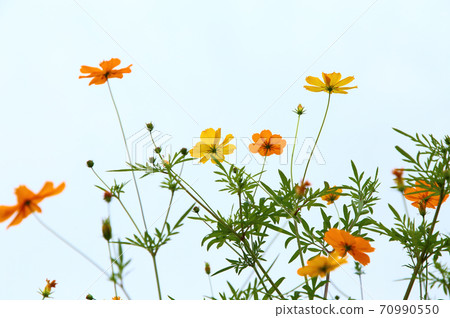 黃波斯菊 黃波斯菊 70990550