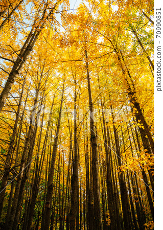 Autumn yellow ginkgo tree forest at Bukhansan mountain park in Seoul, Korea Autumn yellow ginkgo tree forest at Bukhansan mountain park in Seoul, Korea 70990851