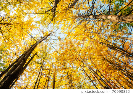 Autumn yellow ginkgo tree forest at Bukhansan mountain park in Seoul, Korea 70990853
