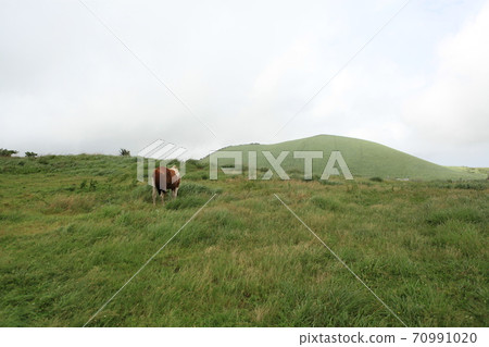 Jeju Jeju 70991020