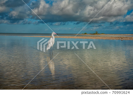A small white heron is standing in the lagoon. Egretta garzetta. A small white heron is standing in the lagoon. Egretta garzetta. 70991624
