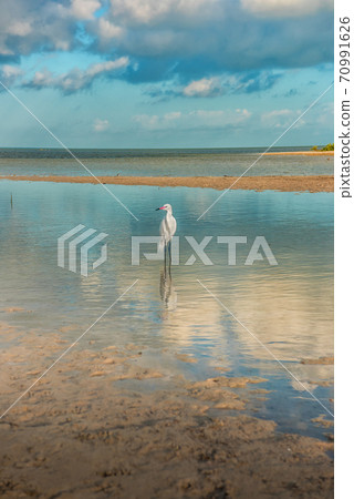 A small white heron is standing in the lagoon. Egretta garzetta. 70991626