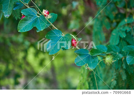 Red fruits of ivy, berries interesting shape. selective focus. 70991668