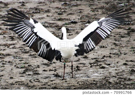 Stork with spread wings 70991766
