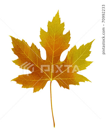 Autumn leaf. Autumn maple leaf isolated on a... - Stock Illustration ...