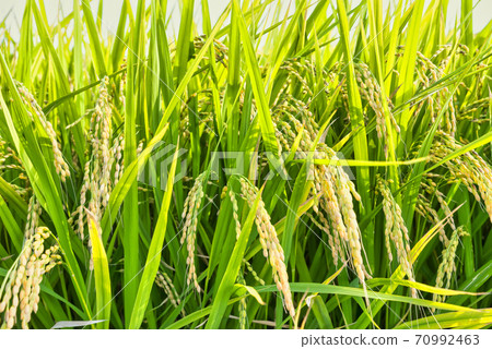 Gunma Inaho Paddy 70992463