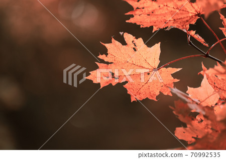 Close-up of beautiful maple leaves in bright autumn colors in backlight and against a blurred background. Orange and yellow leaves. 70992535