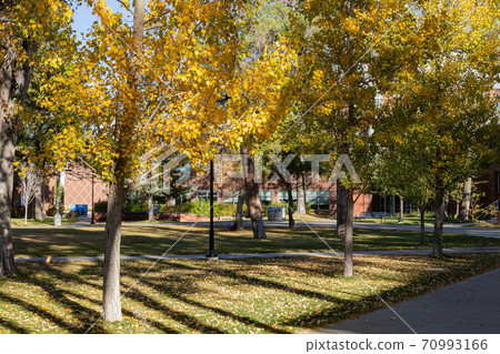 Beautiful fall color around the campus of Northern Arizona University 70993166