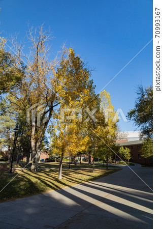 Beautiful fall color around the campus of Northern Arizona University 70993167